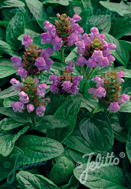 Prunella grandiflora 'Bella Deep Pink', isoniittyhumala